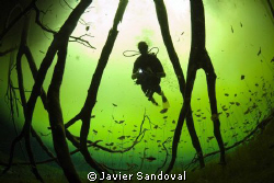 Diver in wonderland !!!!! ;-) by Javier Sandoval 